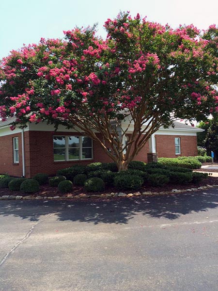 webb dentistry of ringgold